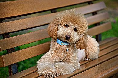 《博德之门3》能离线玩没微交易 粉丝：比《暗黑4》好